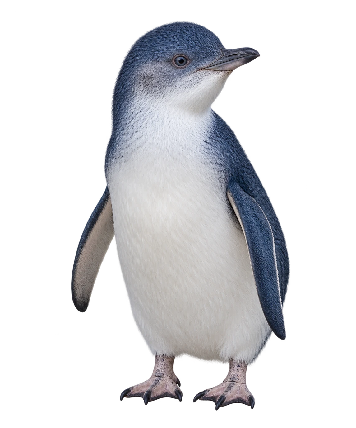 A little blue penguin standing with its head turned