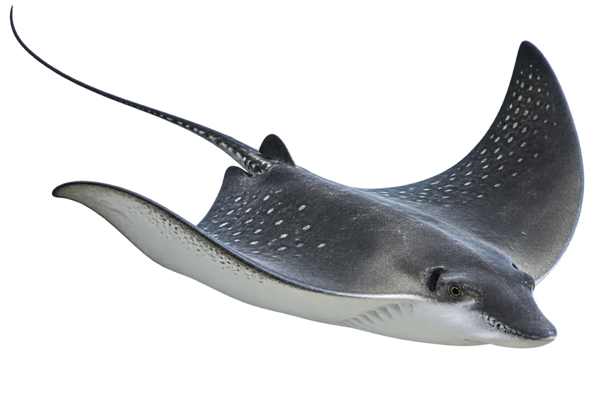 An eagle ray gliding through the water