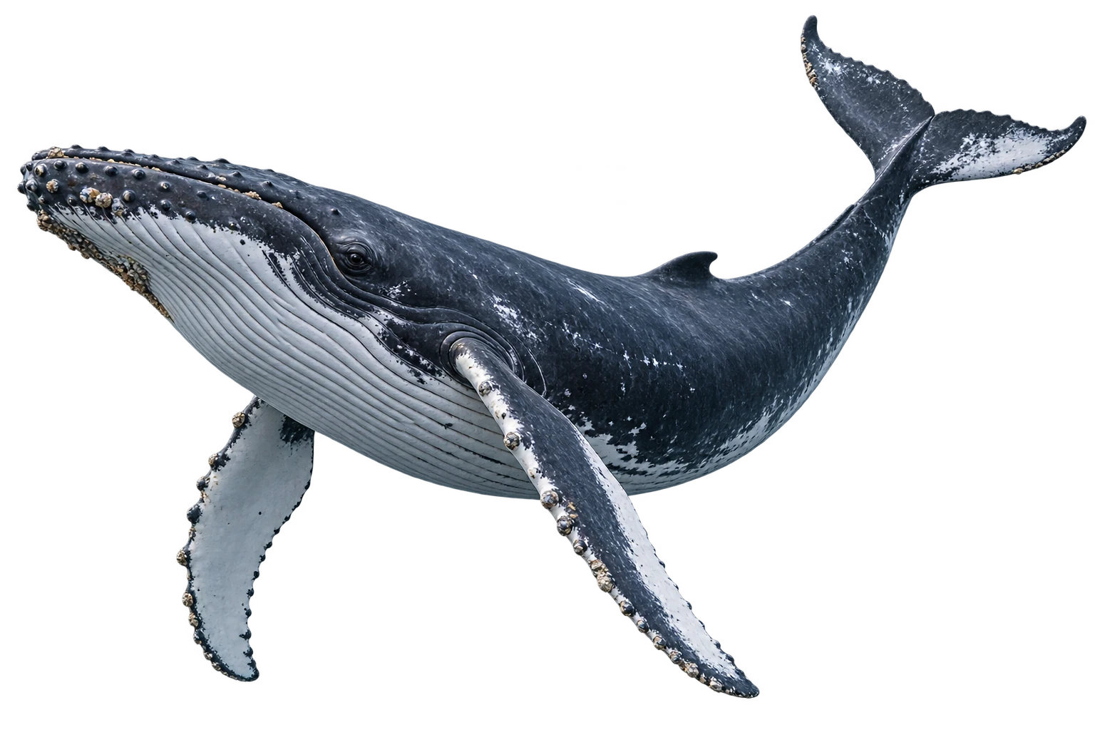 A humpback whale swimming with its long pectoral fins extended