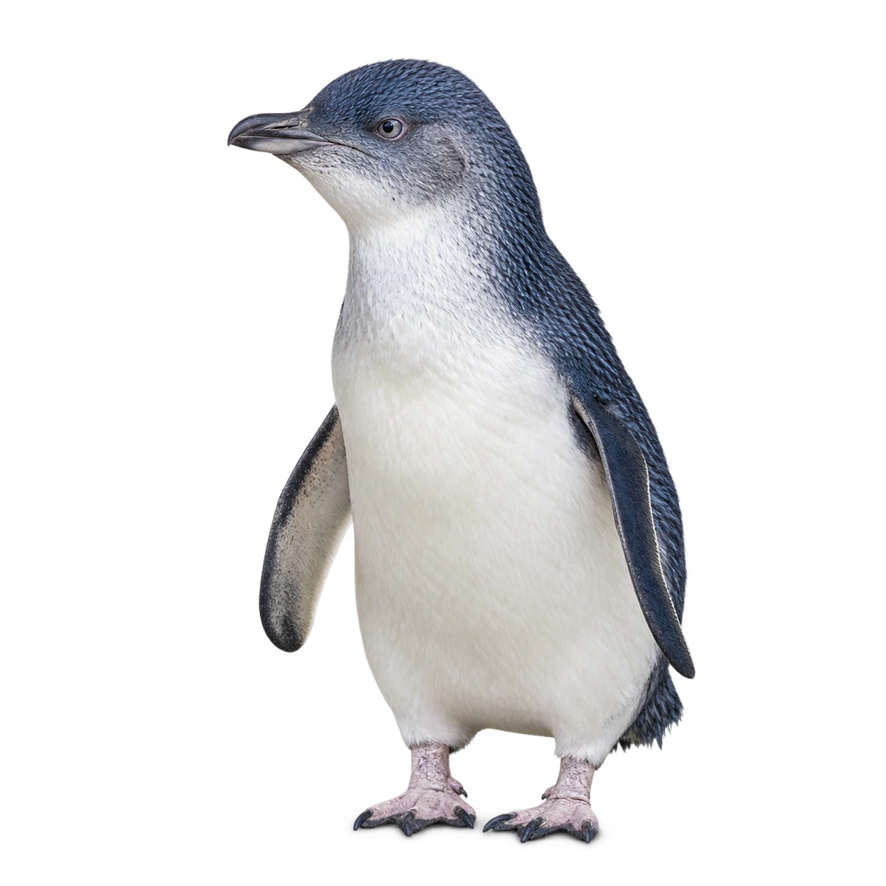 A little blue penguin standing at the edge of the page